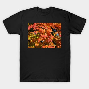 Maple leaves T-Shirt